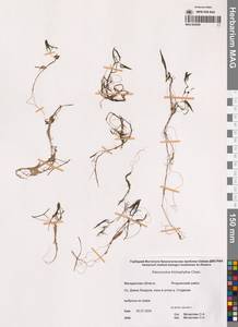 Лютик волосолистный, Шелковник волосолистный Chaix, Сибирь, Чукотка и Камчатка (S7) (Россия)