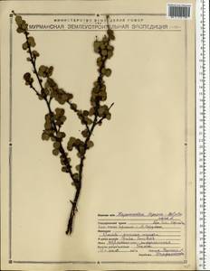 Березка карликовая L., Восточная Европа, Северный район (E1) (Россия)