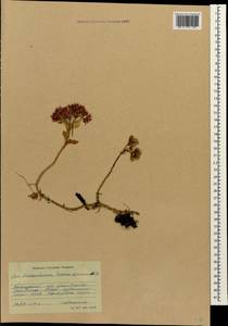 Phedimus spurius subsp. spurius, Кавказ, Краснодарский край и Адыгея (K1a) (Россия)