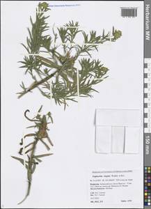 Euphorbia tommasiniana Bertol., Сибирь, Прибайкалье и Забайкалье (S4) (Россия)
