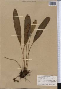 Elaphoglossum hoffmannii (Mett.) Christ, Америка (AMER) (Гватемала)