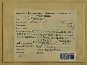 Abietinella abietina (Hedw.) M. Fleisch., Гербарий мохообразных, Мхи - Центральное Нечерноземье (B6) (Россия)