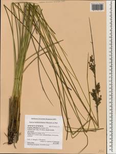 Juncus heldreichianus T.Marsson ex Parl., Зарубежная Азия (ASIA) (Кипр)