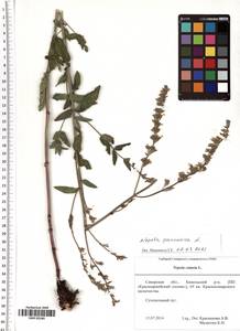 Котовник голый, Восточная Европа, Средневолжский район (E8) (Россия)