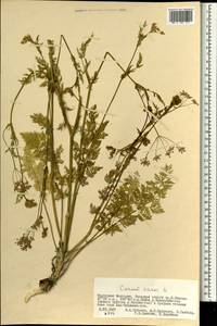 Тмин обыкновенный L., Монголия (MONG) (Монголия)