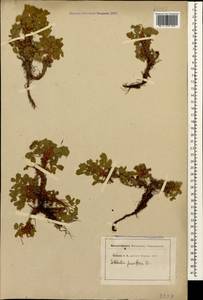 Сиббальдия мелкоцветковая Willd., Кавказ (без точных местонахождений) (K0)