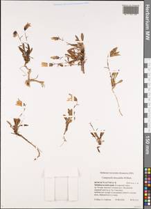 Колокольчик волосистоцветковый M.Bieb., Сибирь, Прибайкалье и Забайкалье (S4) (Россия)