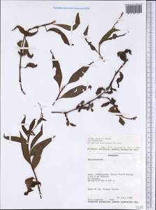 Persicaria punctata (Elliott) Small, Америка (AMER) (Парагвай)