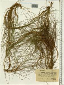 Щучка, Африка (AFR) (Эфиопия)