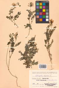 Астрагал альпийский L., Сибирь, Чукотка и Камчатка (S7) (Россия)