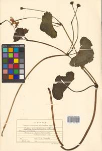 Caltha palustris var. minor (Mill.) DC., Сибирь, Дальний Восток (S6) (Россия)