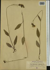 Hieracium levicaule subsp. erubescens (Jord. ex Boreau) Greuter, Западная Европа (EUR) (Австрия)