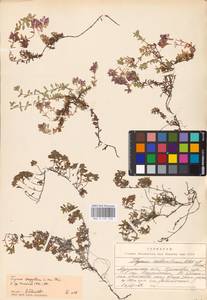MHA 0 157 720, Thymus serpyllum subsp. tanaensis (Hyl.) Jalas, Восточная Европа, Северный район (E1) (Россия)