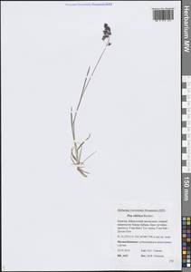 Мятлик сибирский Roshev., Сибирь, Прибайкалье и Забайкалье (S4) (Россия)