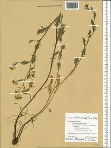 Rorippa × armoracioides (Tausch) Fuss, Восточная Европа, Центральный район (E4) (Россия)