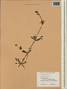 Подмаренник ложный L., Крым (KRYM) (Россия)