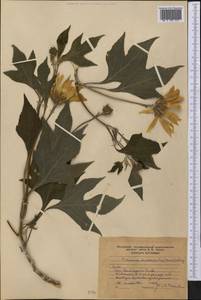 Tithonia diversifolia (Hemsl.) A. Gray, Америка (AMER) (Куба)