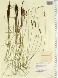 Осока двутычинковая Schrank, Восточная Европа, Северный район (E1) (Россия)