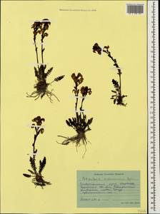 Мытник Нордманна Bunge, Кавказ, Ставропольский край, Карачаево-Черкесия, Кабардино-Балкария (K1b) (Россия)