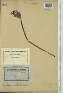 Posidonia australis Hook.f., Австралия и Океания (AUSTR) (Австралия)