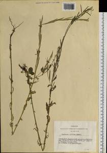 Сурепка прямая, Сурепка сжатая Andrz., Сибирь, Алтай и Саяны (S2) (Россия)