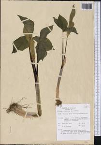 Arisaema triphyllum (L.) Schott, Америка (AMER) (США)