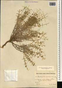 Acanthophyllum kurdicum Boiss. & Hausskn., Зарубежная Азия (ASIA) (Иран)