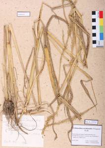 Echinochloa crus-galli subsp. crus-galli, Сибирь, Алтай и Саяны (S2) (Россия)