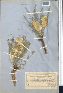 Astragalus masanderanus Bunge, Средняя Азия и Казахстан, Северный и Центральный Тянь-Шань (M4) (Казахстан)