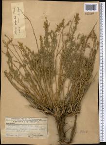 Полынь пятидольчатая Trautv., Средняя Азия и Казахстан, Прикаспийский Устюрт и Северное Приаралье (M8) (Казахстан)