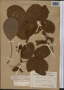 Clitoria arborescens R.Br., Америка (AMER) (Суринам)