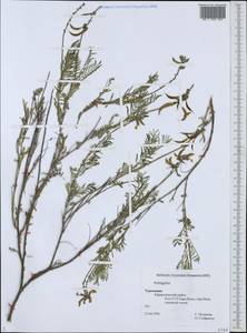 Astragalus pendulinus Popov & B.Fedtsch., Средняя Азия и Казахстан, Копетдаг, Бадхыз, Малый и Большой Балхан (M1) (Туркмения)