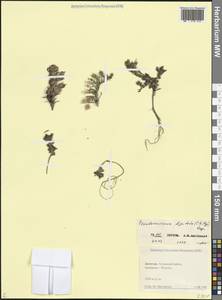 Лжепузырник пальчатый (C.A.Mey.) Rupr., Кавказ, Дагестан (K2) (Россия)