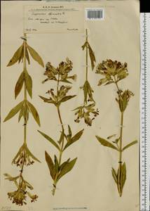 Мыльнянка лекарственная L., Восточная Европа, Западно-Украинский район (E13) (Украина)