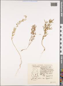 Chenopodium pratericola Rydb., Восточная Европа, Волжско-Камский район (E7) (Россия)