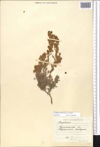 Курчавка кустарниковая (L.) Eversm., Средняя Азия и Казахстан, Северный и Центральный Казахстан (M10) (Казахстан)