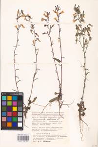 Колокольчик сибирский L., Восточная Европа, Нижневолжский район (E9) (Россия)