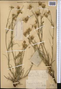 Козлобородник коротконосый DC., Средняя Азия и Казахстан, Муюнкумы, Прибалхашье и Бетпак-Дала (M9) (Казахстан)