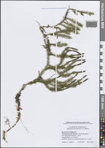 Spinulum annotinum subsp. annotinum, Восточная Европа, Северо-Западный район (E2) (Россия)