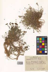 Остролодочник завернутый Ledeb., Сибирь, Чукотка и Камчатка (S7) (Россия)