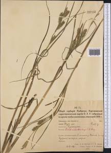 Осока прямоколосая Spreng., Средняя Азия и Казахстан, Северный и Центральный Казахстан (M10) (Казахстан)