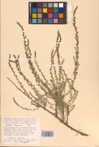 Nitrosalsola laricina (Pall.) Theodorova, Восточная Европа, Нижневолжский район (E9) (Россия)