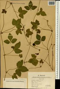 Potentilla axilliflora Wall. ex Hook. fil., Зарубежная Азия (ASIA) (Великобритания)