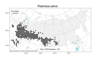 Pastinaca sativa, Пастернак посевной L., Атлас флоры России (FLORUS) (Россия)