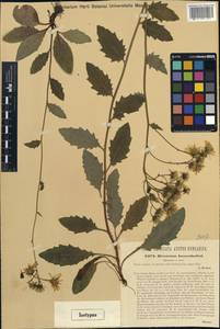 Hieracium maculatum subsp. ausserdorferi (Oborny) Greuter, Западная Европа (EUR) (Австрия)