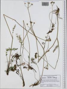 Carum meoides (Griseb.) Halácsy, Западная Европа (EUR) (Северная Македония)