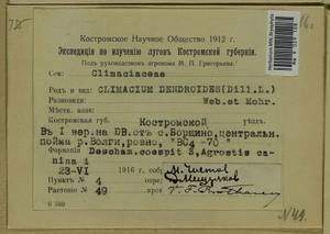 Climacium dendroides (Hedw.) F. Weber & D. Mohr, Гербарий мохообразных, Мхи - Центральное Нечерноземье (B6) (Россия)
