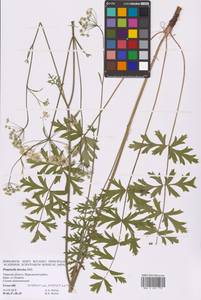 Бедренец камнеломковый, Бедренец-камнеломка L., Восточная Европа, Северо-Западный район (E2) (Россия)