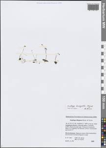 Камнеломка коротколепестная (Malyschev) Tkach, Сибирь, Дальний Восток (S6) (Россия)