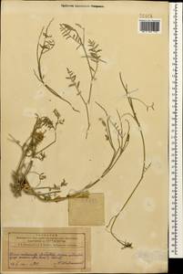 Астрагал, Кавказ, Азербайджан (K6) (Азербайджан)